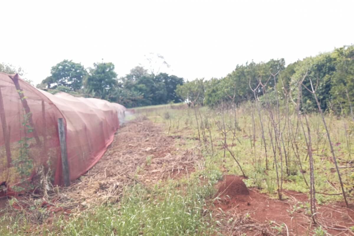 Chácara - Rincão Honório