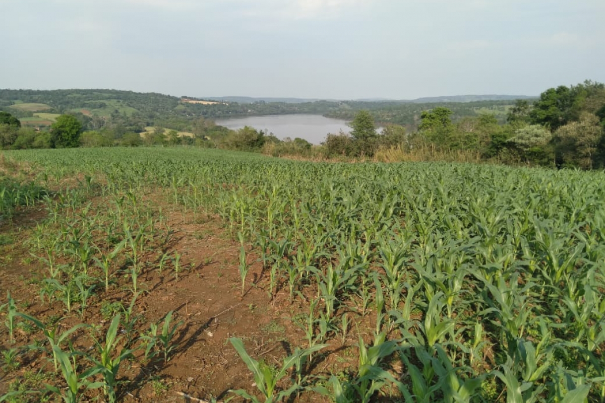 Imóvel Rural - Novo Machado